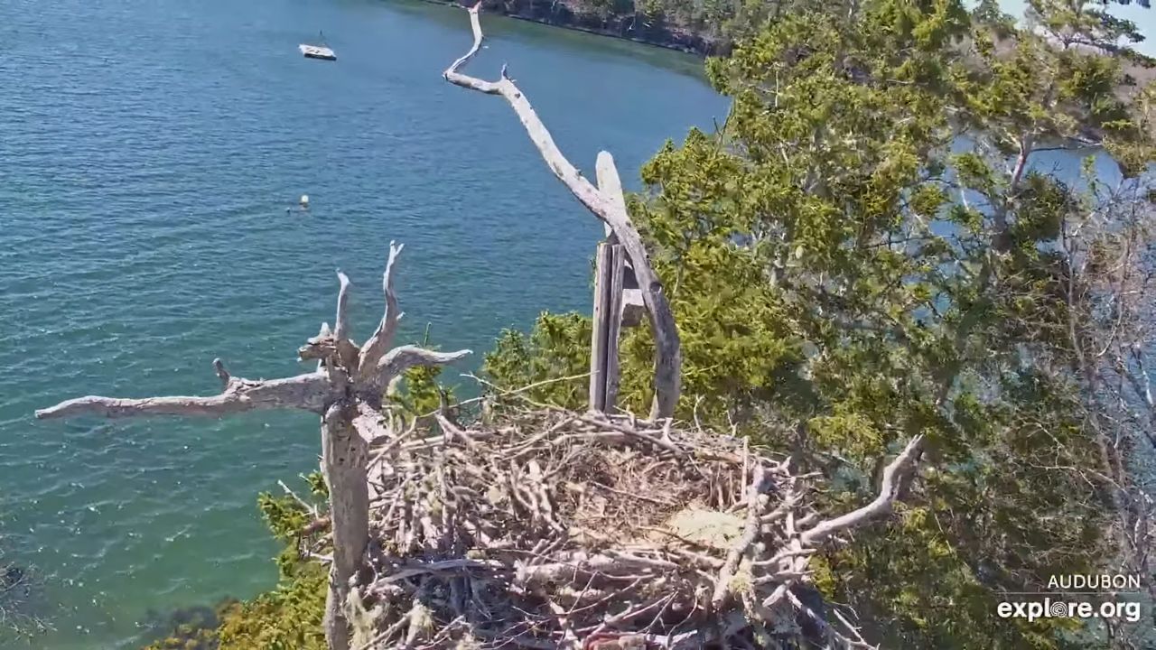 Audubon’s Project Puffin Live Cam – Rockland, Maine – Video