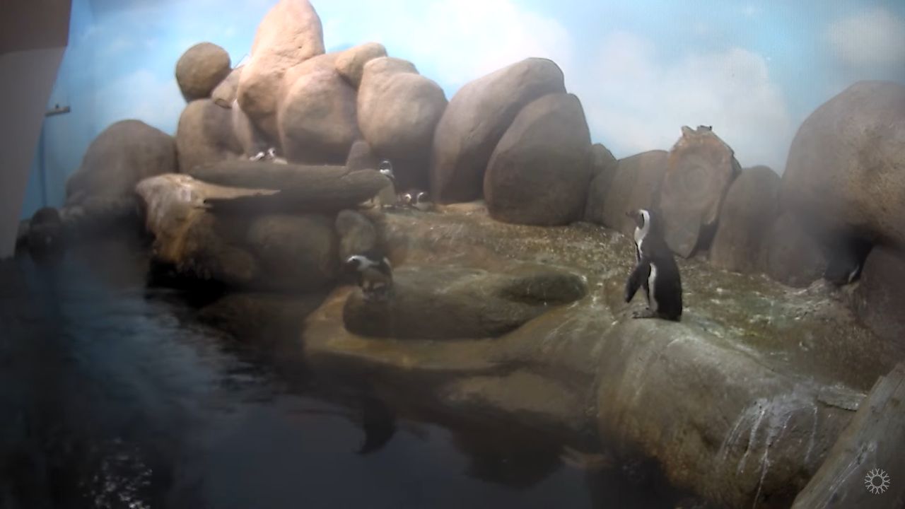 California Academy of Sciences Penguin Cam