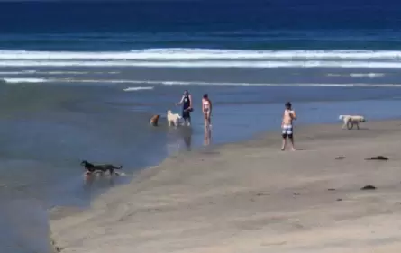 Dog Beach Del Mar Live Webcam – San Diego County California