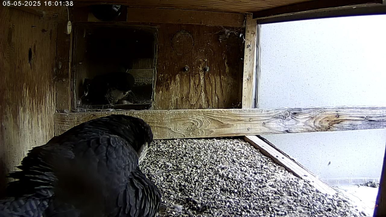 Live Webcam Peregrine Falcon Feed – Manchester, NH