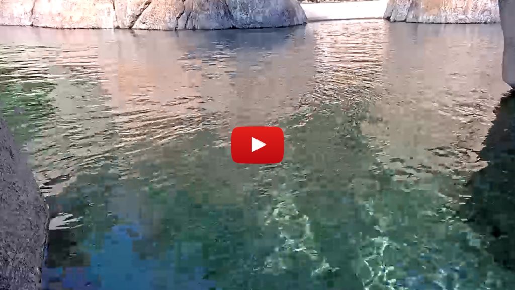 San Diego Zoo Penguin Beach Webcam