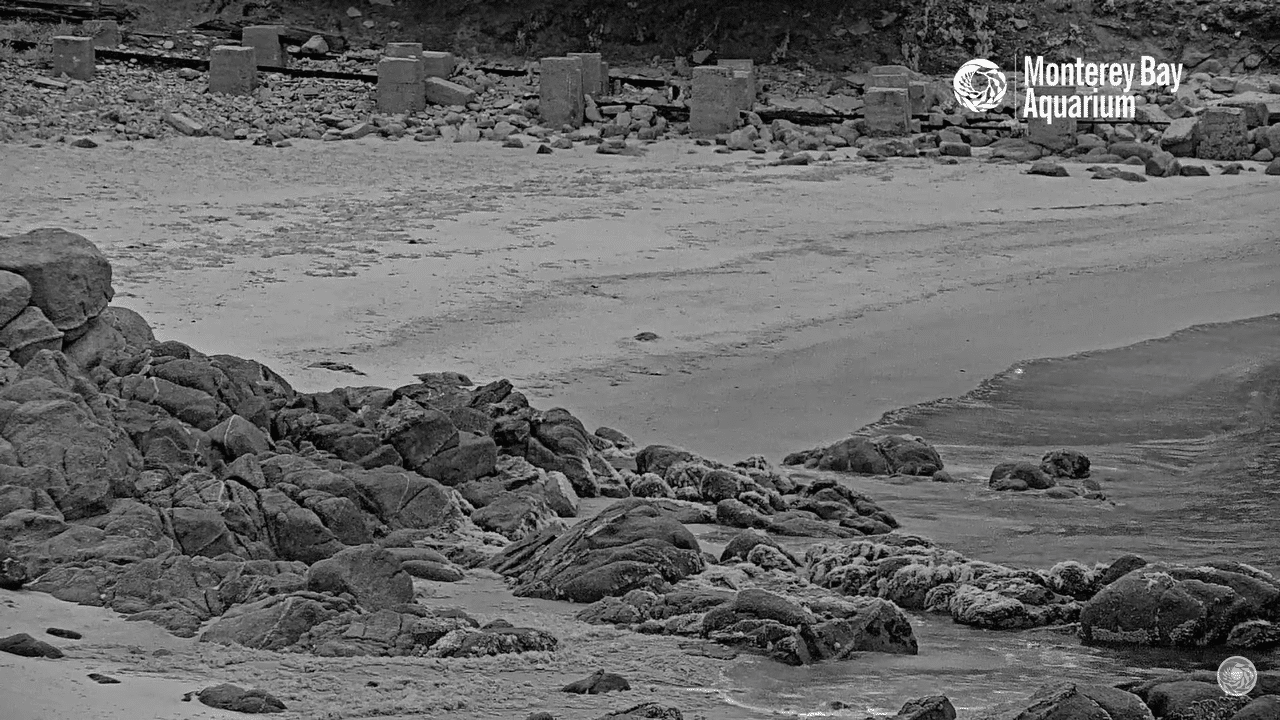 Monterey Bay Aquarium Live Cams