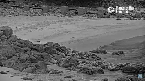 Monterey Bay Aquarium Live Cams