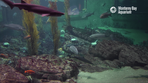 Live Shark Cam by Monterey Bay Aquarium – California