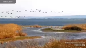 Mississippi River Flyway Live Cam