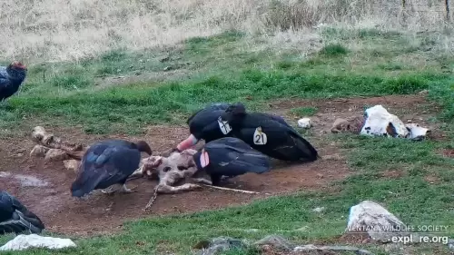 Big Sur Live Weather Cam, California