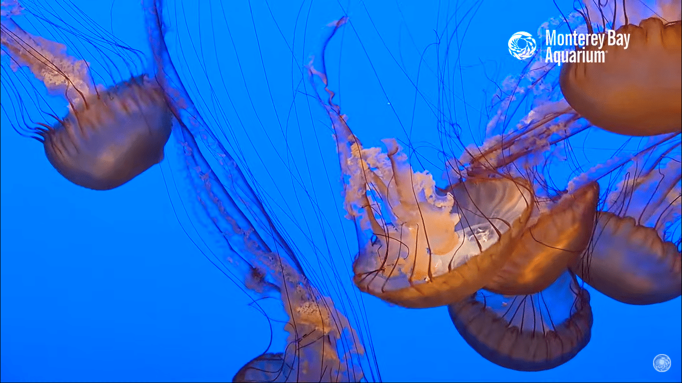 Monterey Bay Cam – California – Live HD Video