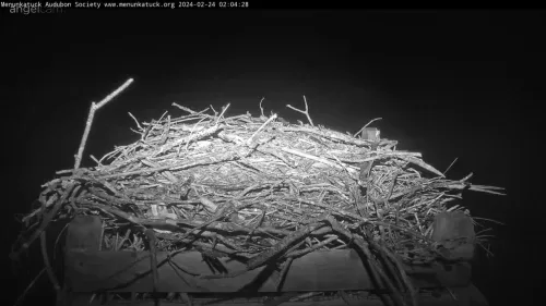Live Osprey Cam New Haven, Connecticut