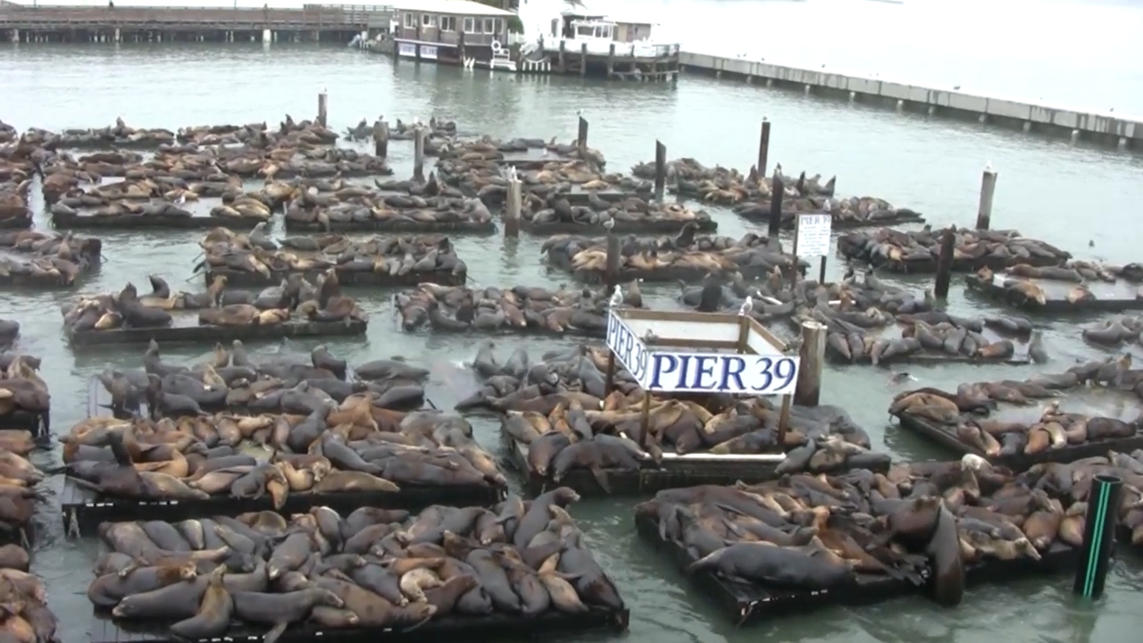 Pier 39 Sea Lions Live Cam – San Francisco, California