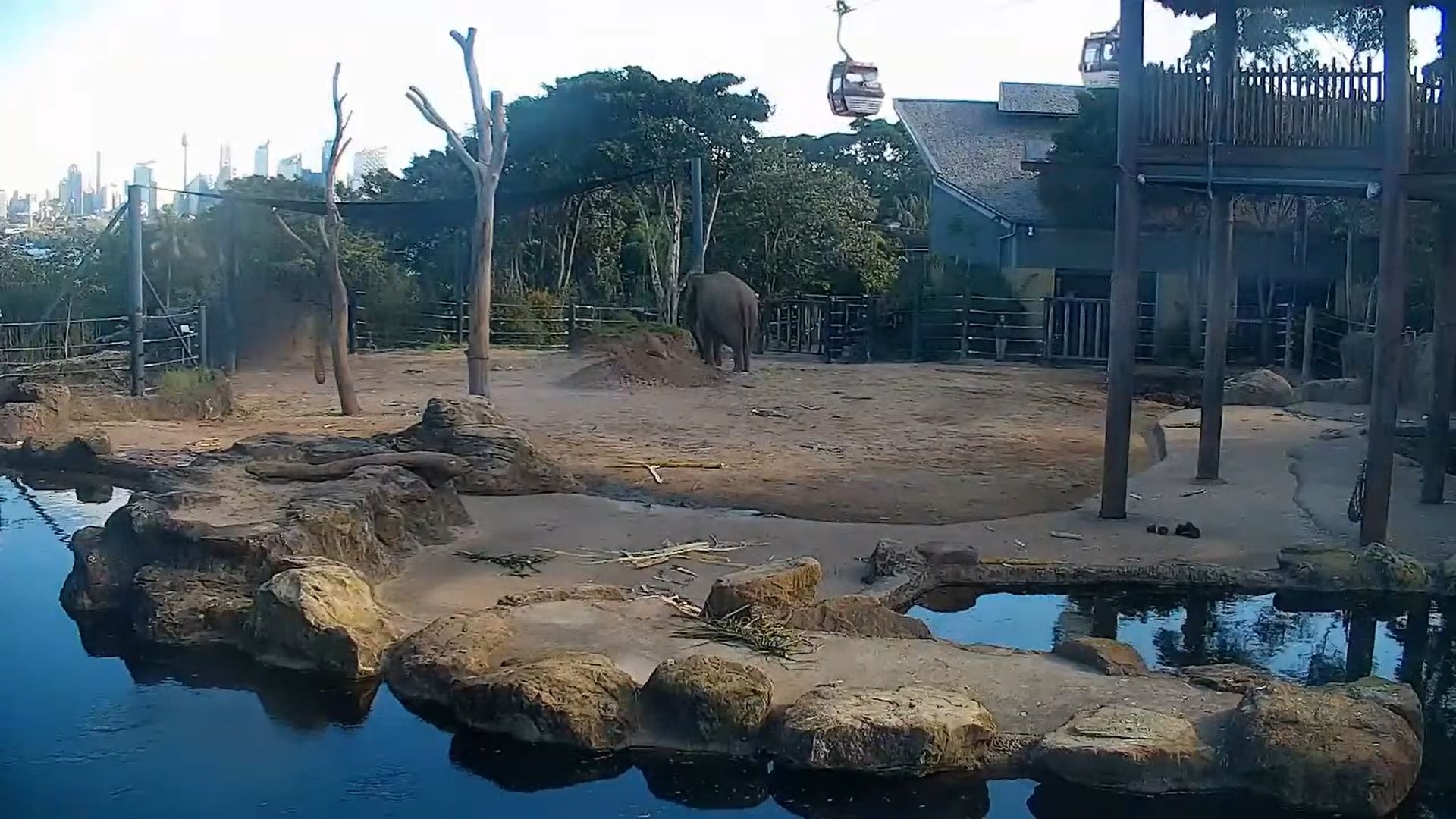 Elephant Live Cam | Taronga Zoo Sydney