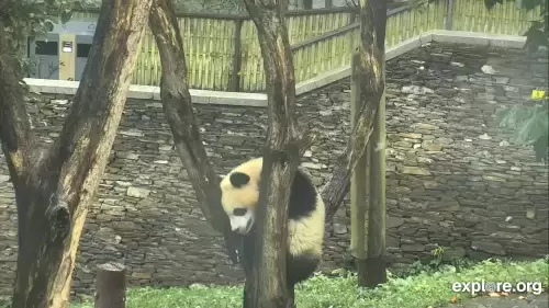 Giant Panda Live HD Webcam Chengdu, China