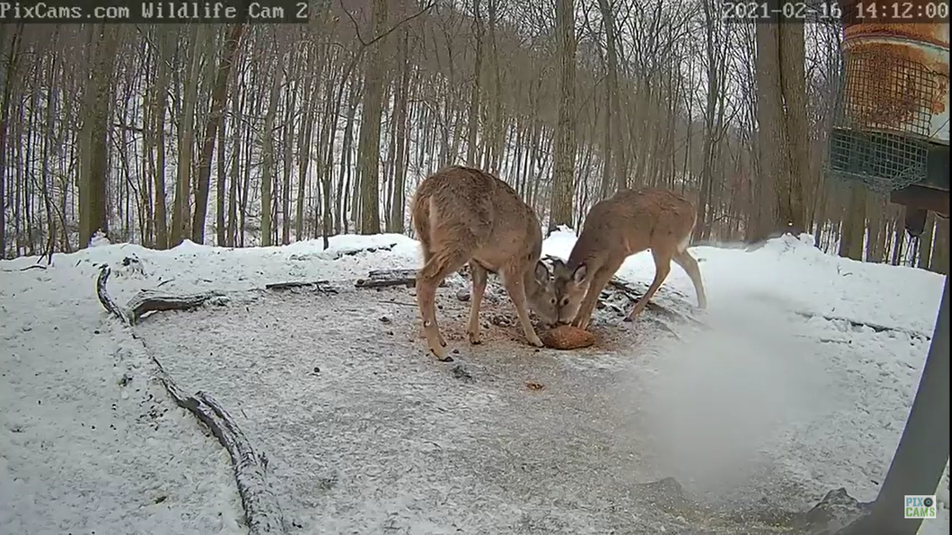 Deer & Wildlife Live Webcam – Gettysburg, Pennsylvania
