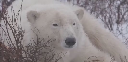 Wapusk National Park Cam | Live Video | Manitoba, Canada