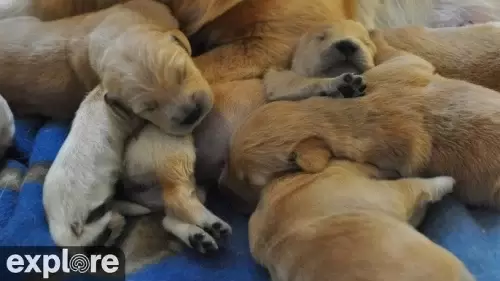 Warrior Canine Connection – Puppies Live Cam – Video