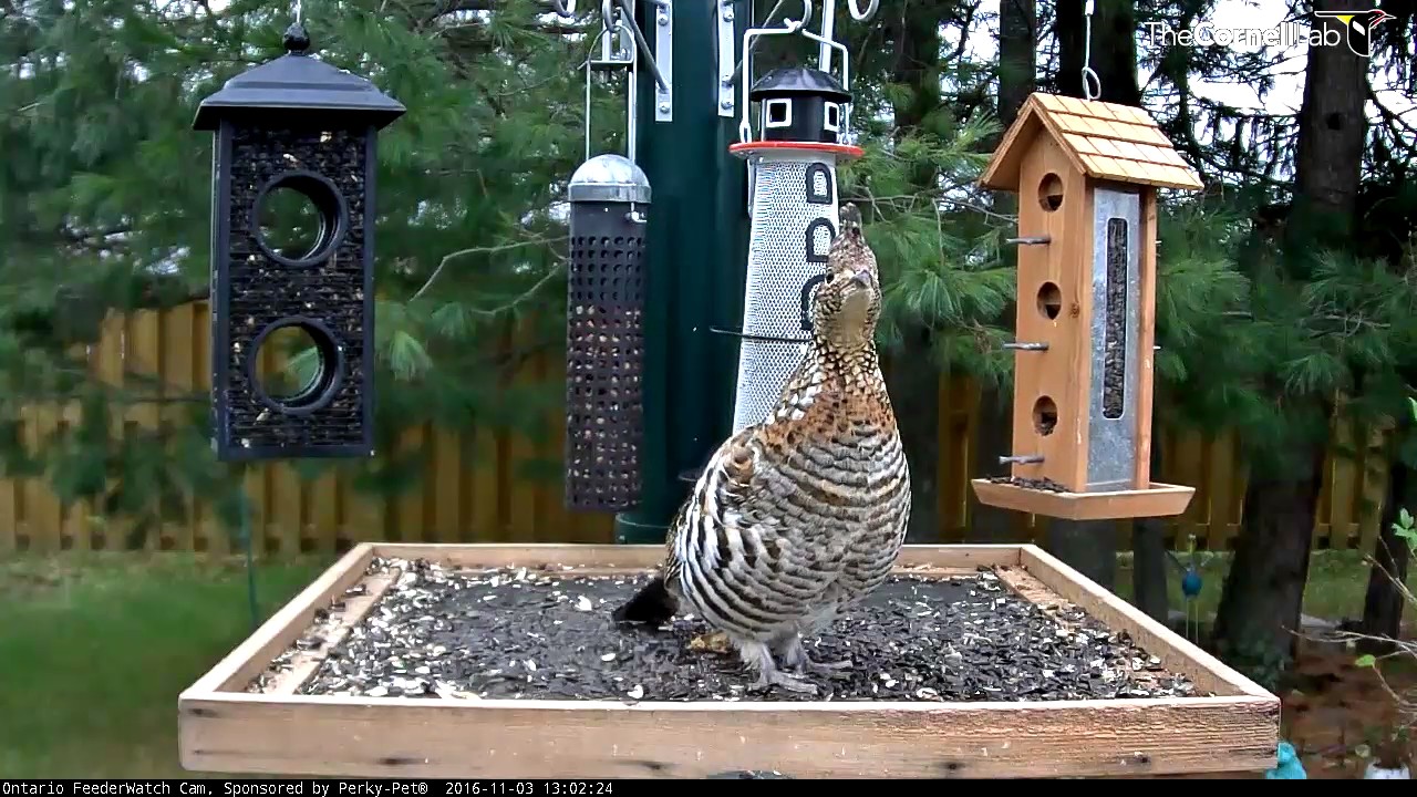 Bird Feeder Live Cam – Manitouwadge, Ontario, CA