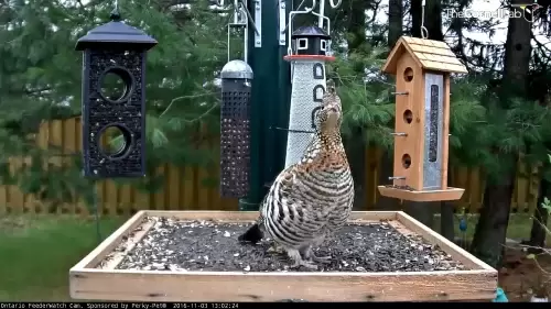 Bird Feeder Live Cam – Manitouwadge, Ontario, CA