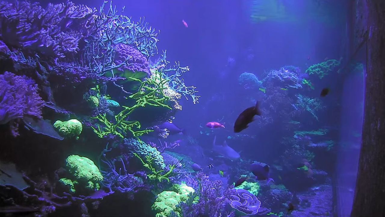 Karlsruhe Webcam – Aquarium Naturkundemuseums – Video