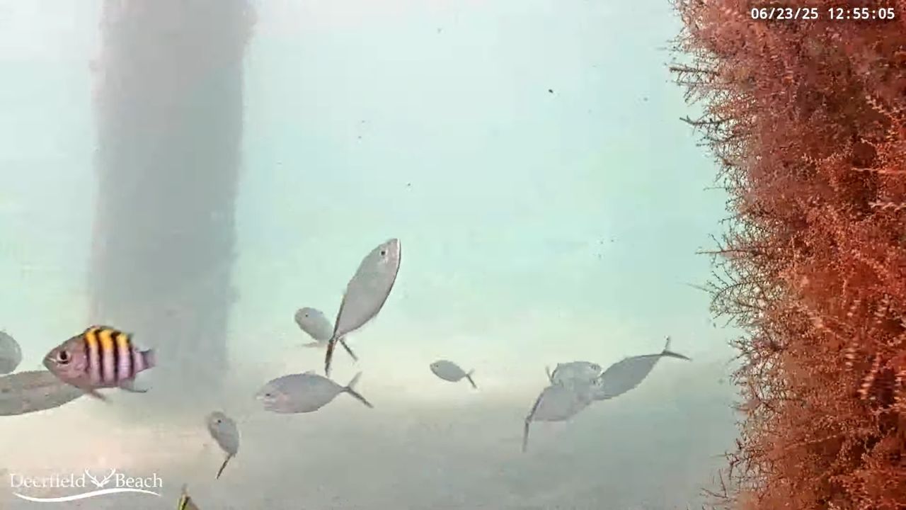 Live Underwater Fish Webcam Deerfield Beach, Florida