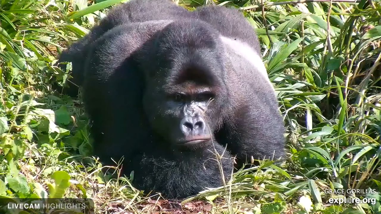 Live Webcam Grace Gorillas Forest Corridor – Congo