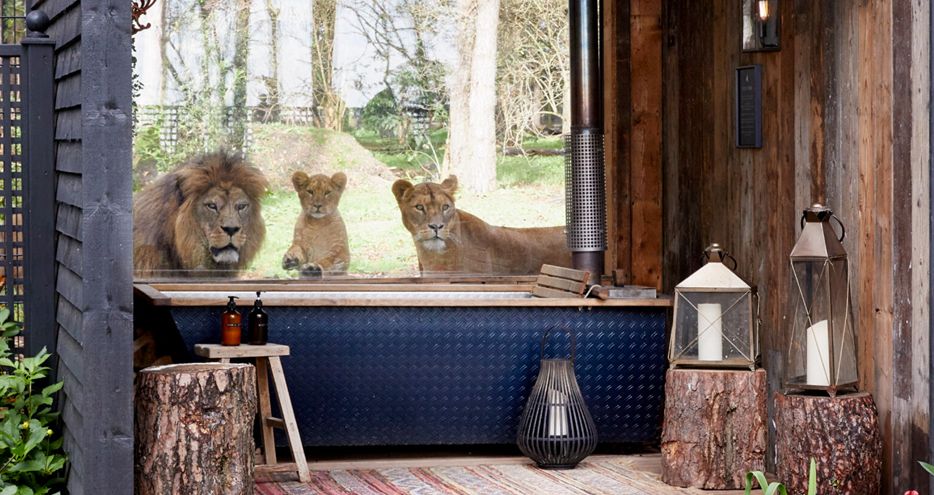 Port Lympne Reserve – Lions Live Cam – Kent, England, UK