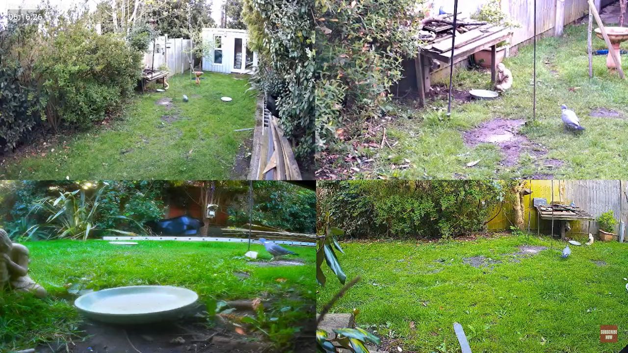 Wight Wildlife Feeder Live Cam Isle Of Wight, England