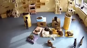 Pesaleidja Shelter Live Cam Tallinn, Estonia