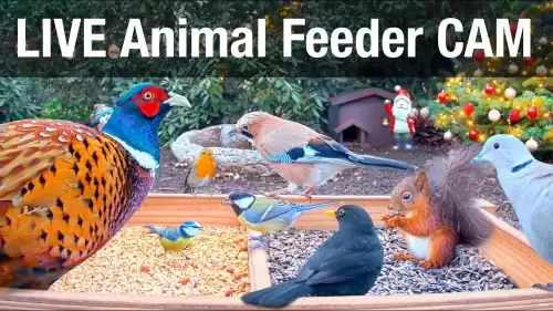 Wild Animal Bird Feeder Live Webcam Recke, Germany