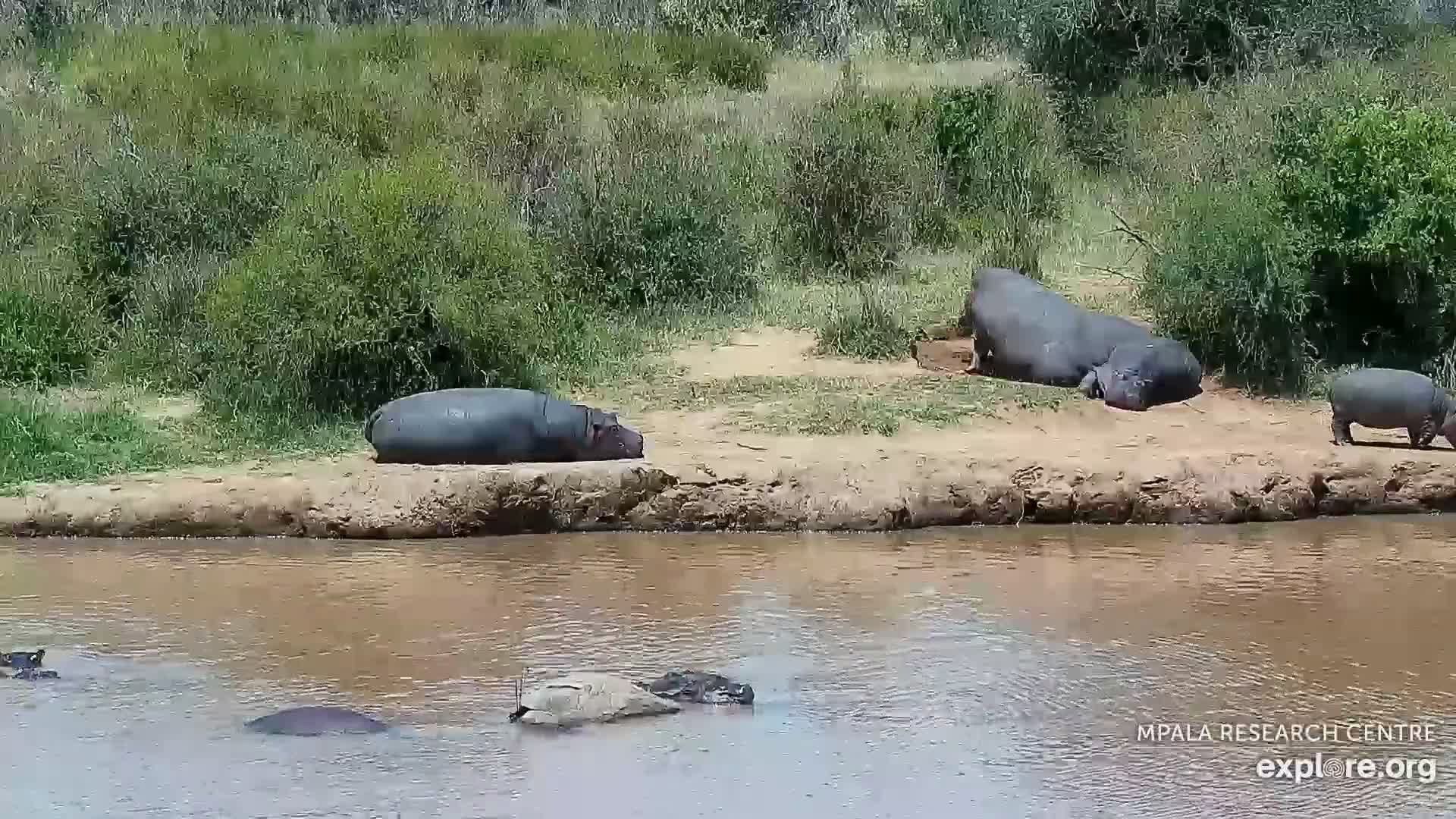 African Watering Hole New Live Webcam – Kenya