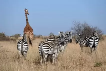 African Animal Lookout Live Webcam – Laikipia, Kenya