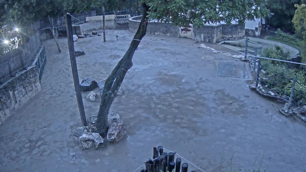 Live Webcam Elephants at Budapest Zoo