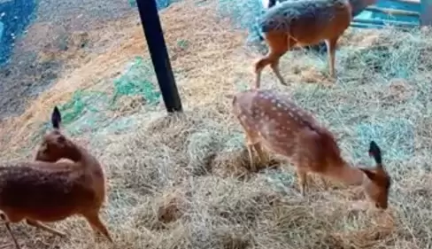 Live Cam Feed The Fish Zoo Cafe – Ko Pha Ngan, Thailand