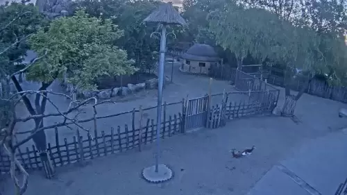 Savannah Live Webcam Budapest Zoo, Hungary