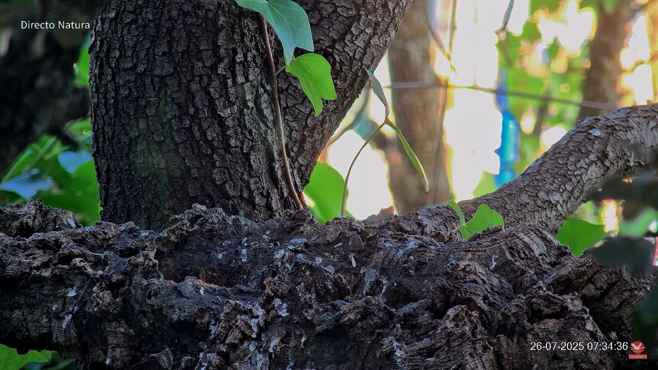 Bird Feeder Live Webcam – Madrid, Spain