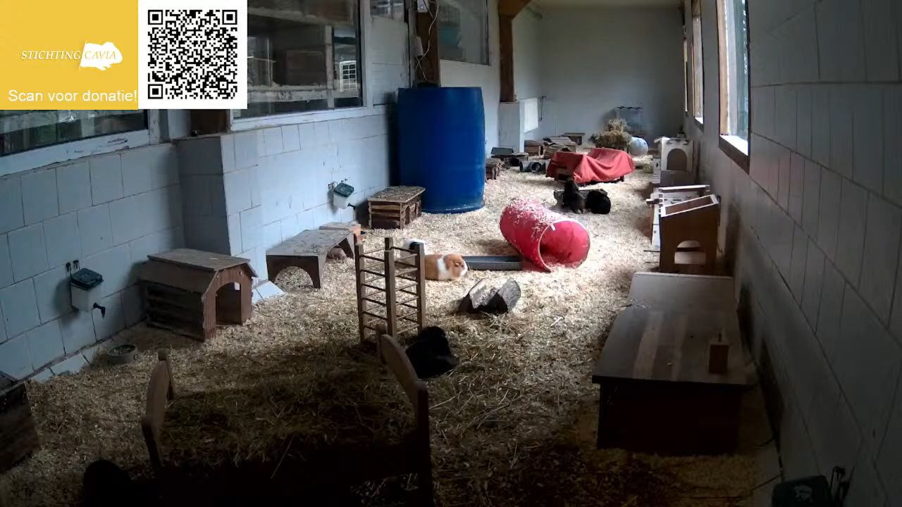 Live Webcam Bakkeveen, Netherlands | Cavia Foundation