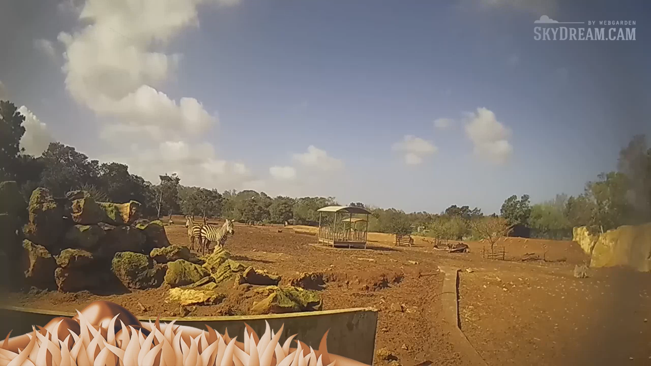 Live Cam Savannah Rabat Zoo, Morocco