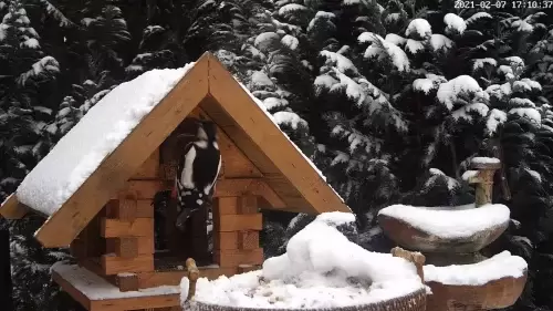 Live Webcam Hoogezand, Netherlands – Bird Feeder