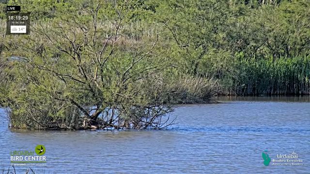 Urdaibai Bird Center Hd Live Webcam New In Spain