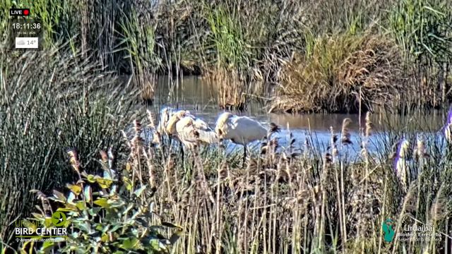 Urdaibai Bird Center Hd Live Webcam New In Spain