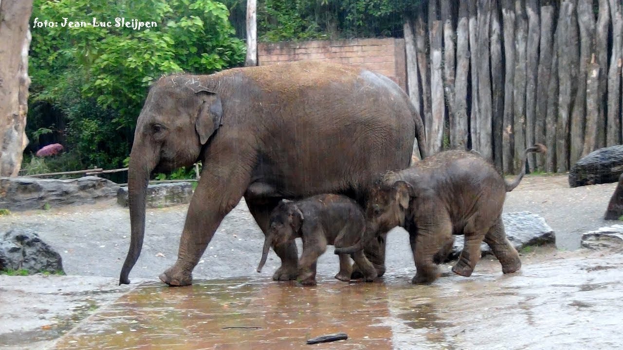 DierenPark Elephants Live Cam – Amersfoort, Netherlands