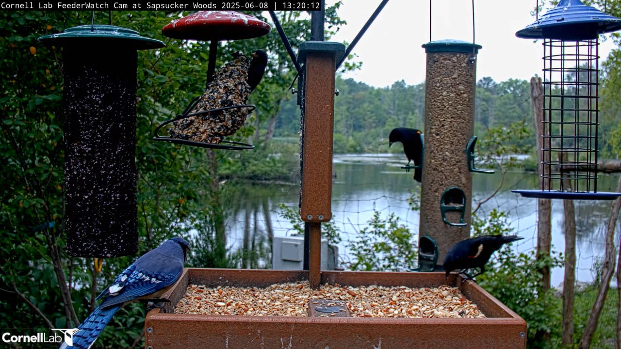 Cornell University Lab Cam in Ithaca, New York