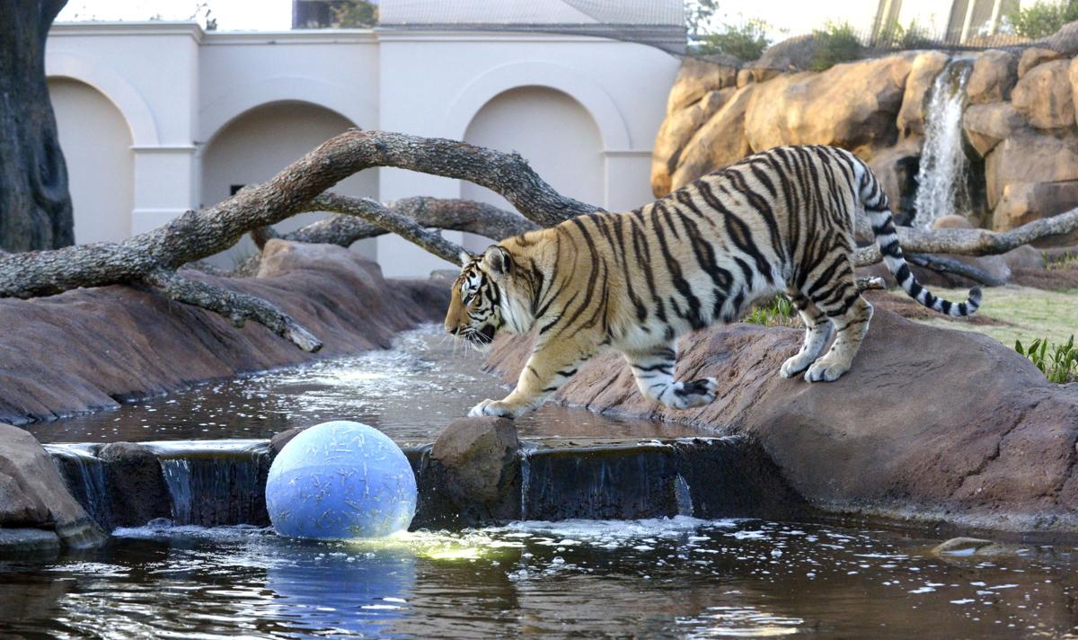 LSU Tigers Live Webcam of “Mike The Tiger” – Baton Rouge, LA