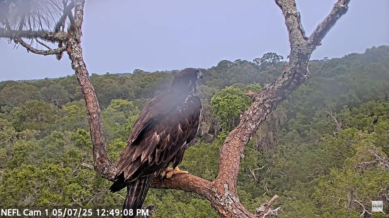 Live Webcam American Bald Eagle – NE, Florida