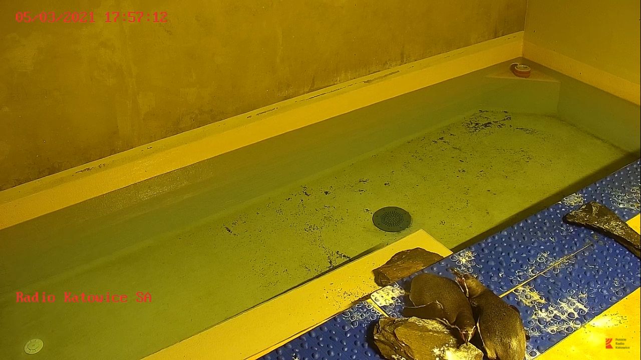 Live Webcam Silesian Zoo – Chorzów, Poland – Penguins