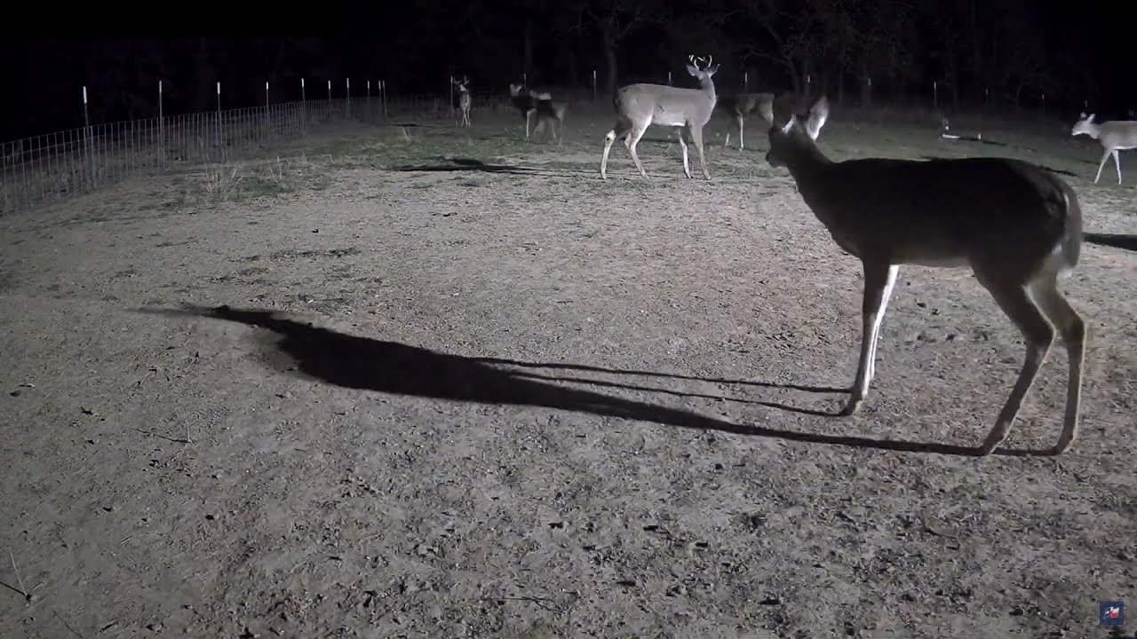North Texas Deer & Wildlife Live Webcam – Jack County