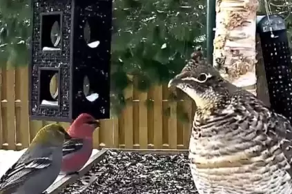 Ft Davis, Texas Bird Feeder Live Cam