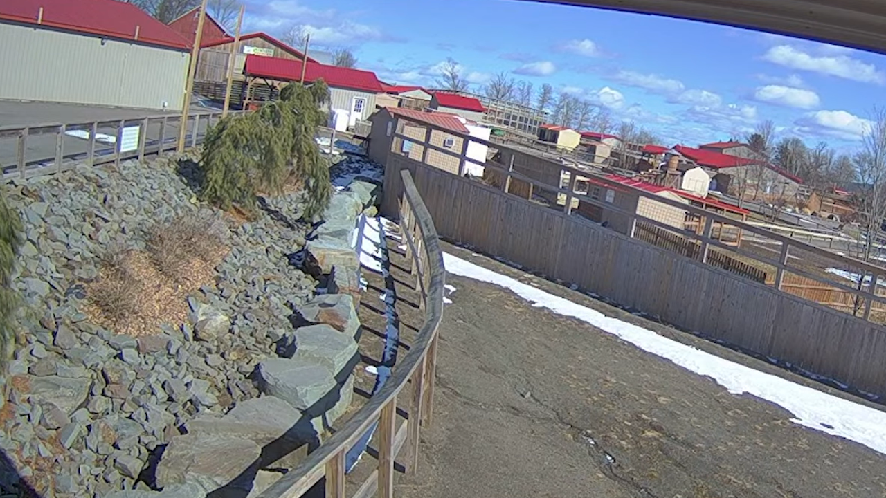 Johari & Oliver Giraffe Live Cam Animal Adventure Park, New York