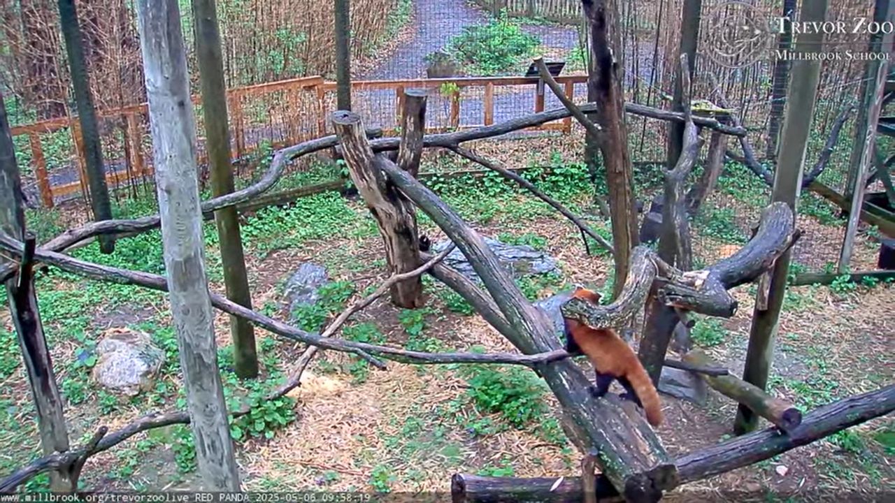 Trevor Zoo Red Pandas Live Webcam – Millbrook, New York