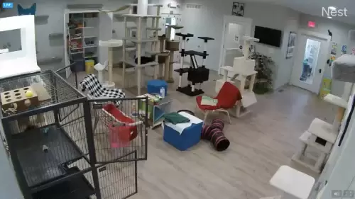 Cat Live Cam in the Five Acres Animal Rescue Missouri