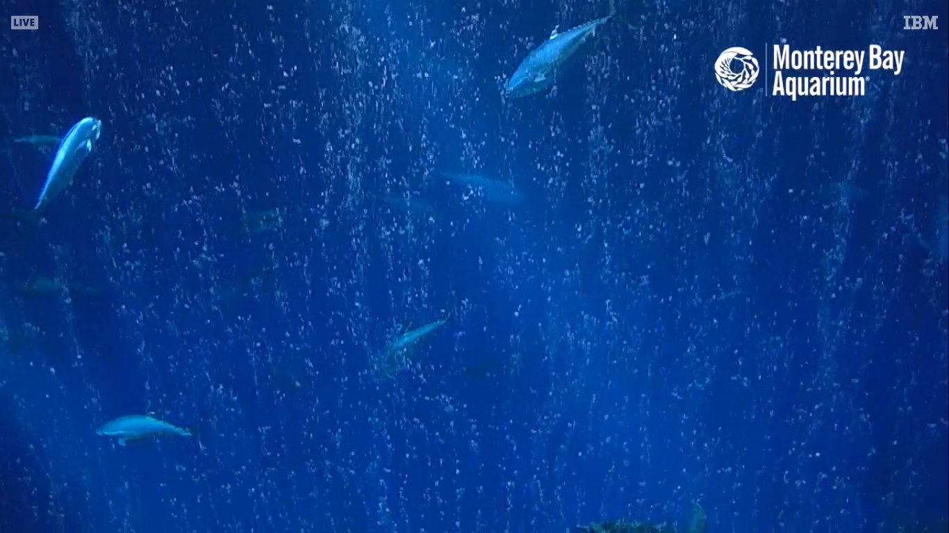 Open Sea Live Webcam – Monterey, California