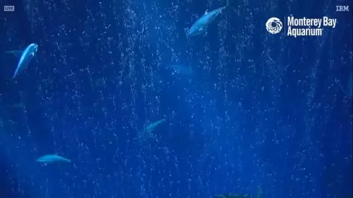 Open Sea Live Webcam – Monterey, California